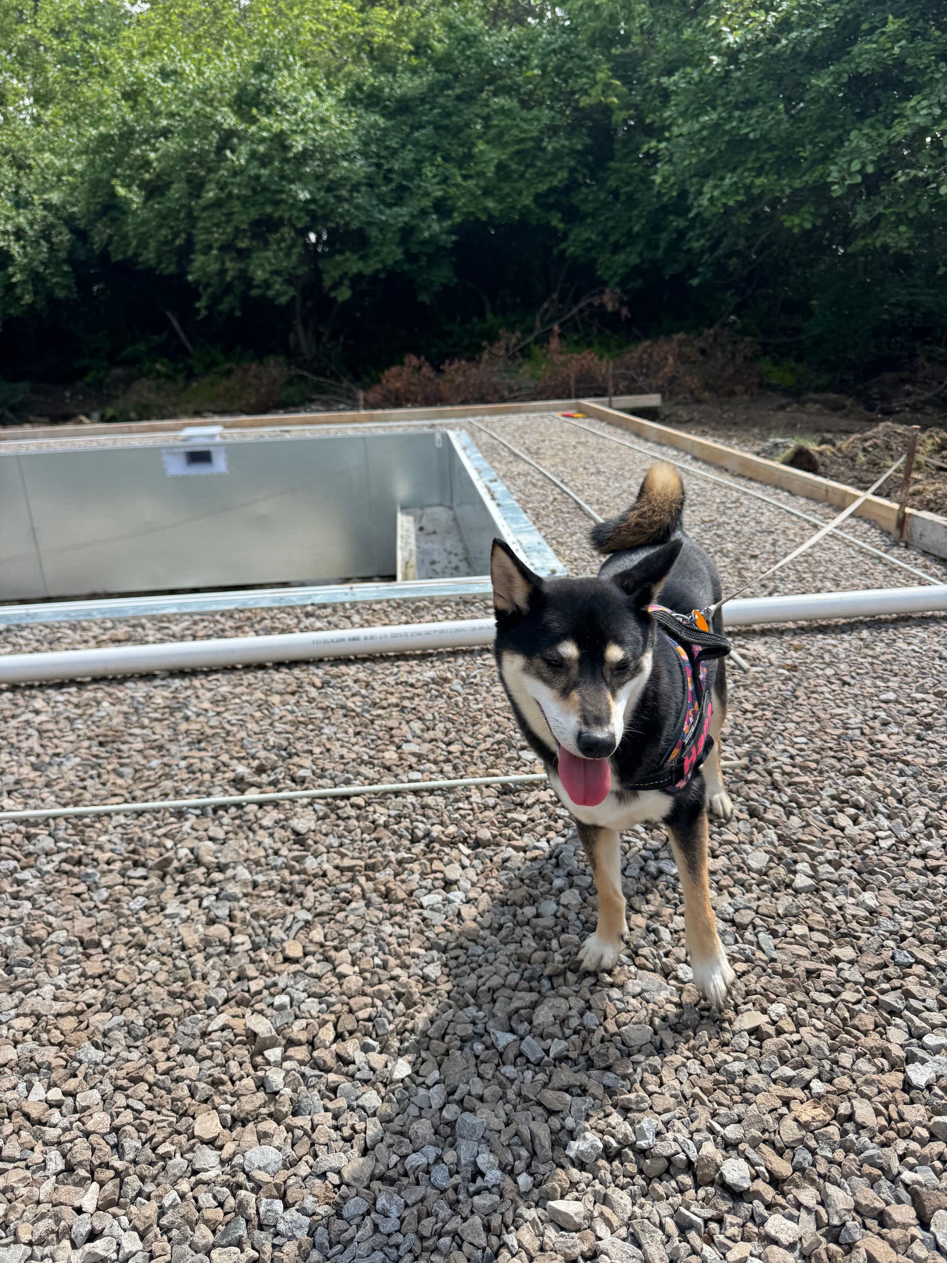 Pool Plumbing Progress in Luckey Ohio with Our Favorite Job Site Supervisor image